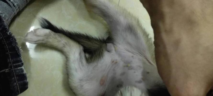 狗狗肚子上起了小脓包怎么办？可能的原因和处理方法是什么？