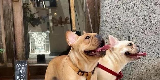 狗狗对主人低吼怎么办？如何正确处理狗狗的攻击性行为？