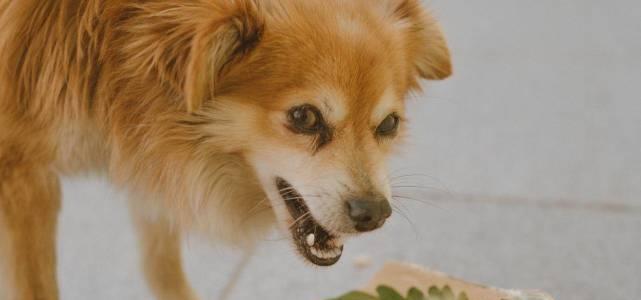 狗狗对主人低吼怎么办？如何正确处理狗狗的攻击性行为？