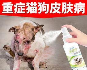 狗狗耳部出血需要使用什么药物？