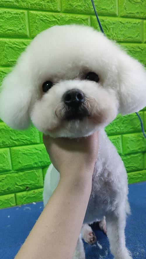 狗狗耳朵进水了怎么办？如何正确处理和预防？