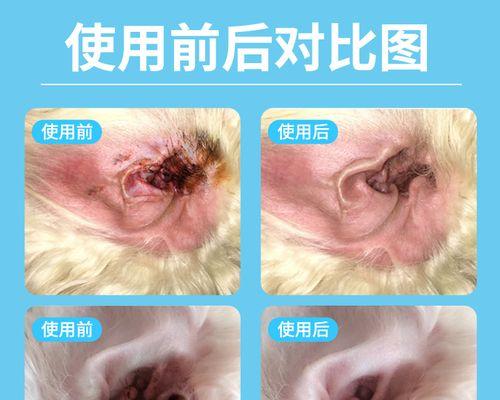 狗狗耳朵里边可以擦吗？清洁狗狗耳朵的正确方法是什么？