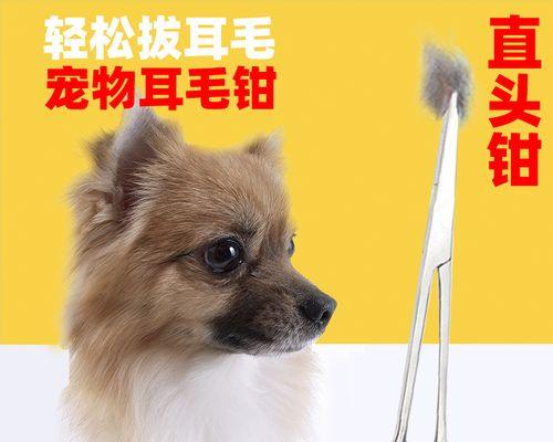 狗狗耳朵里边可以擦吗？清洁狗狗耳朵的正确方法是什么？