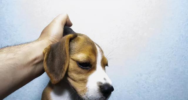 狗狗耳朵怎么护理？日常护理的正确方法是什么？