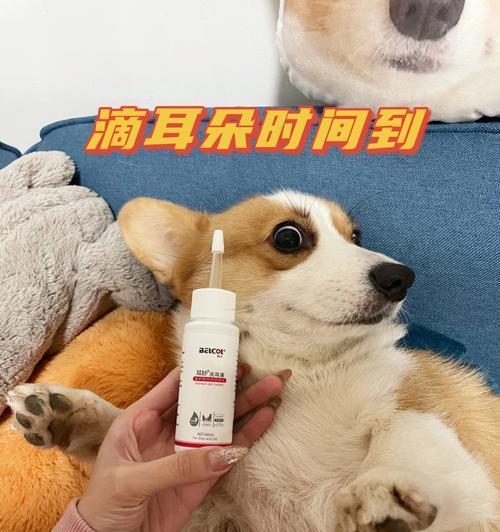 狗狗耳朵痒怎么好的快？有效缓解方法有哪些？