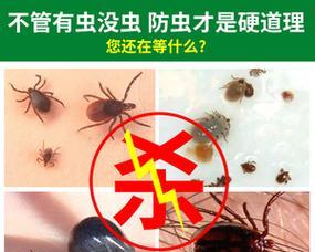 狗狗耳朵发现跳蚤怎么办？有效去除方法有哪些？