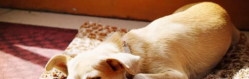 狗狗发抖呻吟的原因是什么？如何正确处理？