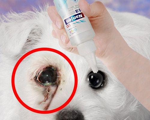 狗狗发烧眼屎多是什么原因？如何处理？