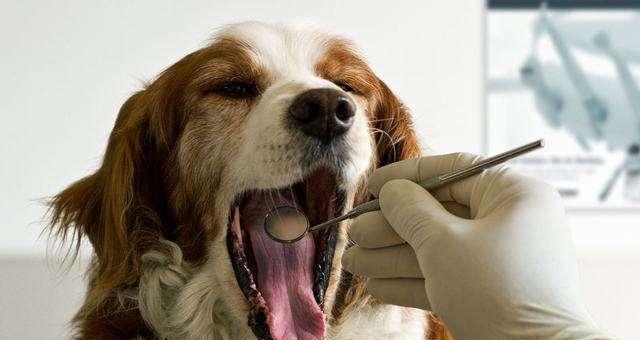 狗狗腹腔积水能治愈吗？治疗方法和预后情况如何？