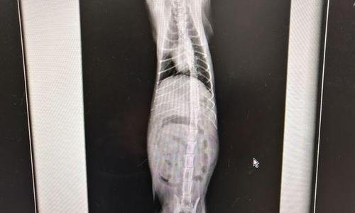 狗狗腹腔积水能治愈吗？治疗方法和预后情况如何？