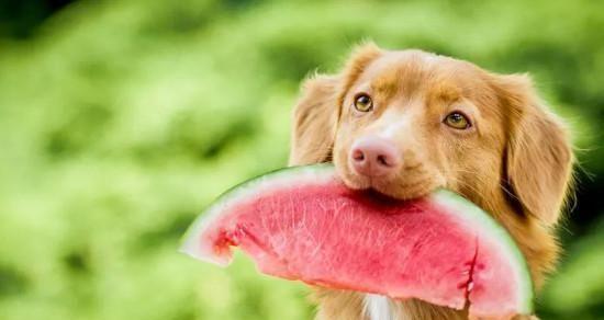 狗狗腹泻后能吃东西吗？恢复饮食的正确方法是什么？