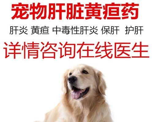 狗狗肝肾受损怎么调理？有效调理方法有哪些？