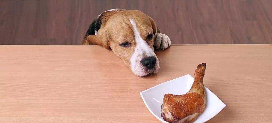 狗狗高蛋白食品是什么？如何选择适合宠物的高蛋白食品？
