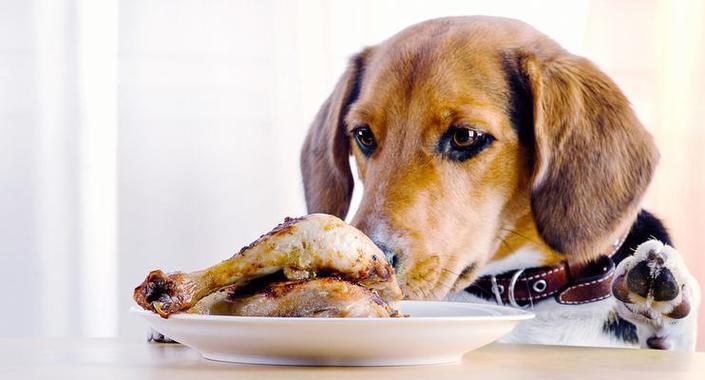 狗狗高蛋白食品是什么？如何选择适合宠物的高蛋白食品？