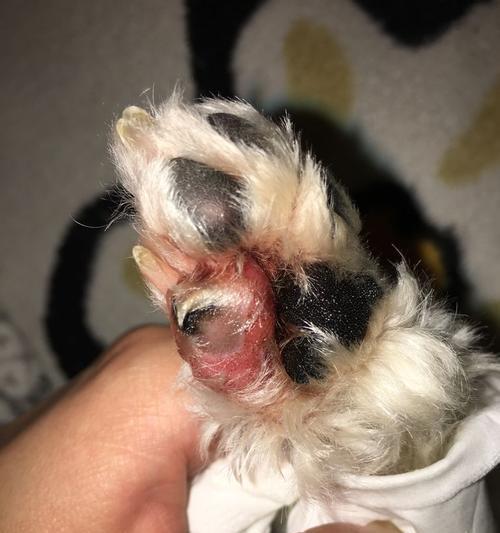 狗狗冠状病毒是由什么引起的？常见症状有哪些？