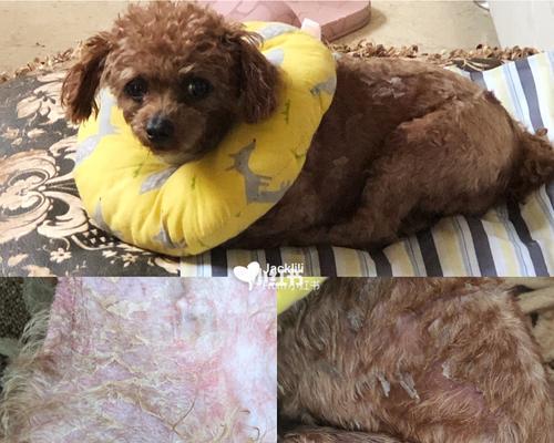 狗狗过敏皮炎怎么治疗？有效治疗方法有哪些？