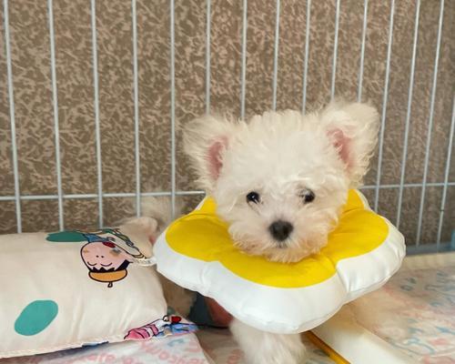 比熊呕吐拉稀怎么办？吃了鸡脖后有什么应急措施？