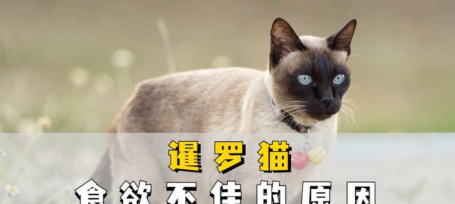 六个月暹罗猫每天正常吃多少猫粮？