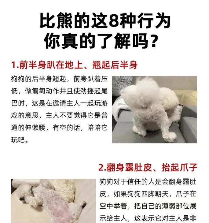 比熊为何会吃鸭子？这种行为背后的原因是什么？