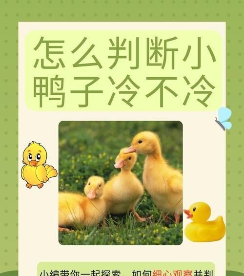 比熊为何会吃鸭子？这种行为背后的原因是什么？