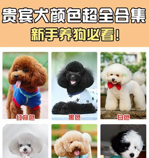 贵宾犬不同颜色价格有差异吗？影响因素是什么？