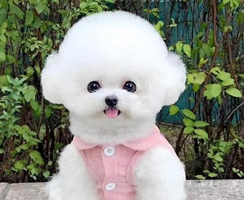 刚满月的比熊犬适宜的食物有哪些？