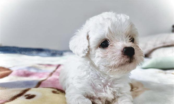 刚满月的比熊犬适宜的食物有哪些？