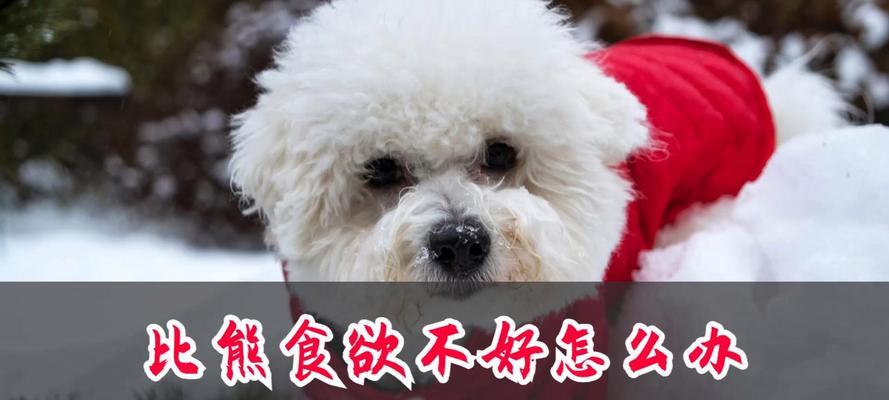 比熊换狗粮的正确方法？频繁更换狗粮的影响？