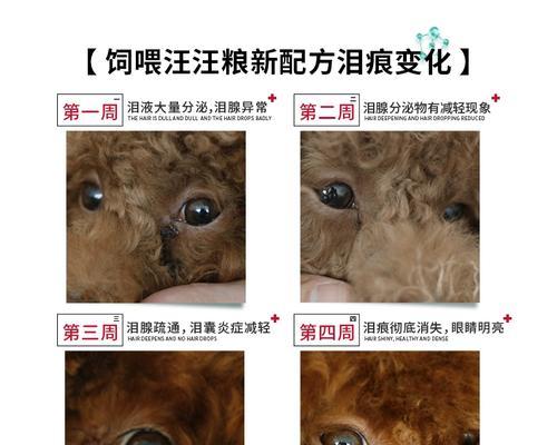 比熊换狗粮的正确方法？频繁更换狗粮的影响？