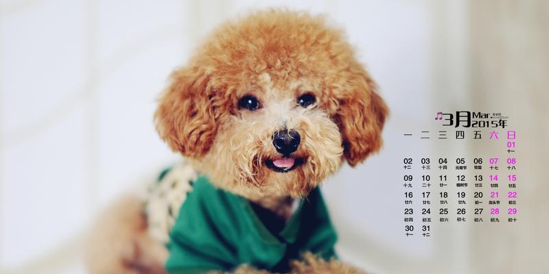 贵宾犬聊天壁纸哪里找？