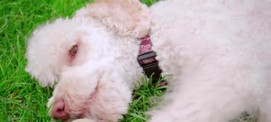 贵宾犬聊天壁纸哪里找？