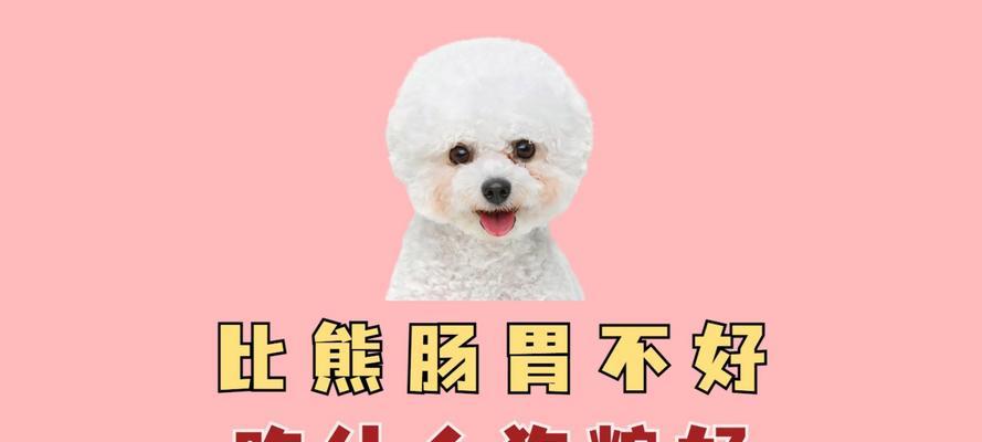 比熊每天吃狗粮好吗？正确的喂养方法是什么？