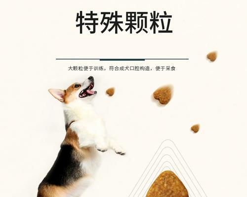 秋田犬应该选择哪种狗粮？中型犬还是大型犬狗粮更适合？