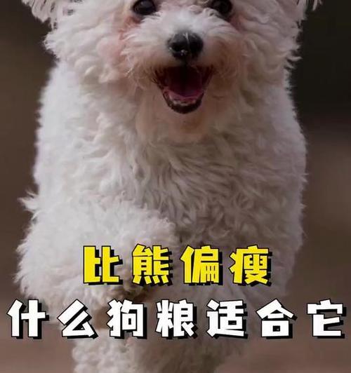 比熊几个月开始换硬狗粮合适？换粮过程中应注意什么？