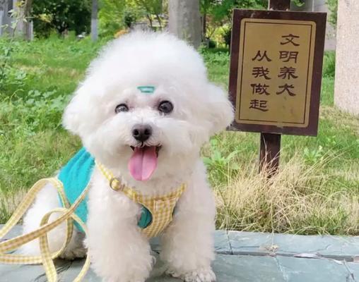 比熊几个月开始换硬狗粮合适？换粮过程中应注意什么？