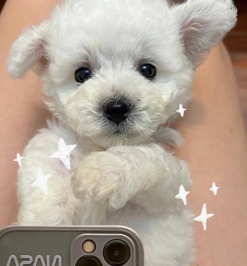 三月龄比熊每天吃鸡蛋安全吗？