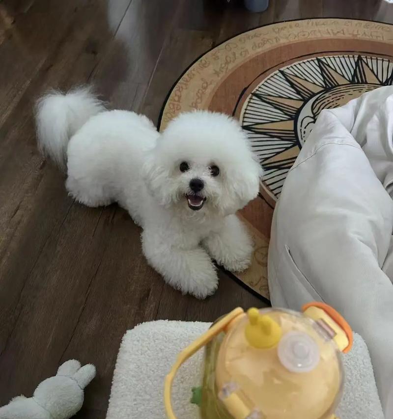 小比熊饮食转变：三个月大可以开始吃肉吗？