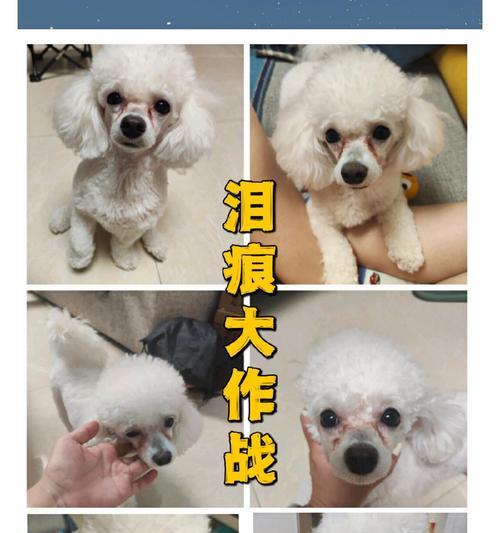 比熊到家后直接换新狗粮好吗？换粮的正确方法是什么？