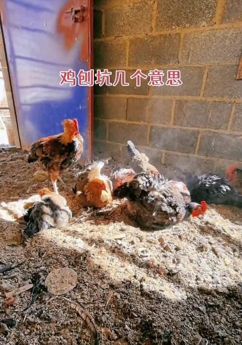 猫是家畜还是家禽？它们与养鸡有什么关系？