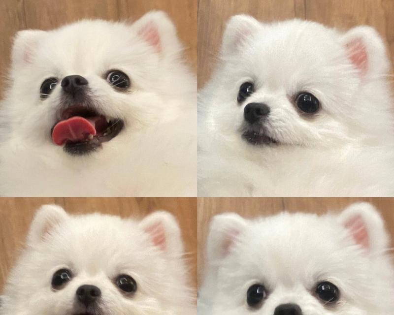 三斤重的幼犬每天需要多少狗粮？