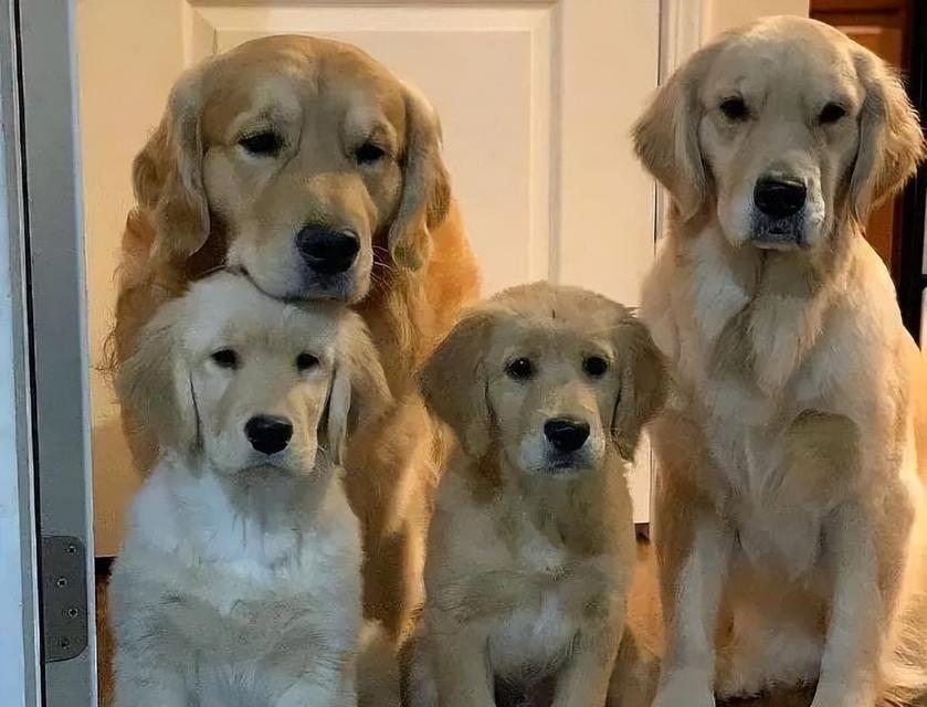 贵宾犬和吉娃娃生的宝宝会一样吗？