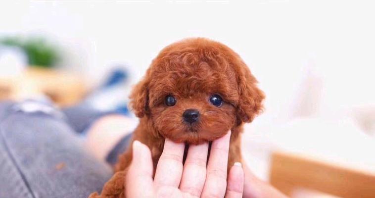 贵宾犬和吉娃娃生的宝宝会一样吗？
