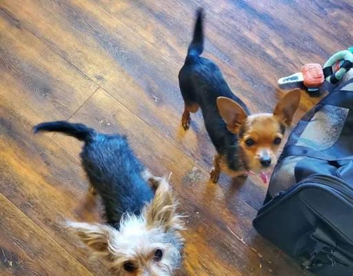 贵宾犬和吉娃娃生的宝宝会一样吗？