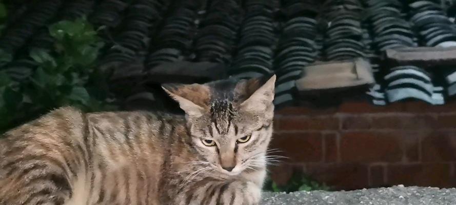 猫在农业养殖中的角色是什么？
