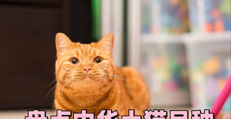 猫在农业养殖中的角色是什么？