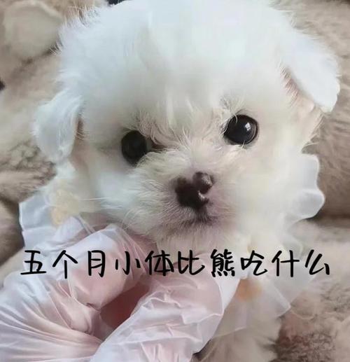 比熊犬多久食用一次鸡胸肉更合适？