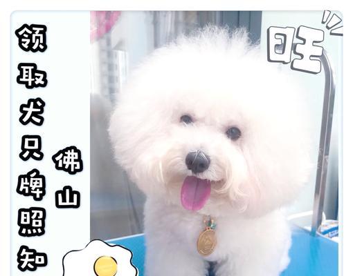比熊犬辅食制作方法有哪些？适合比熊的辅食有哪些？