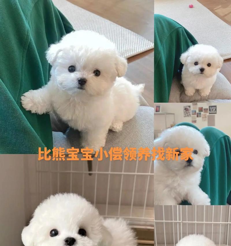 比熊幼犬吃干粮时需要换狗粮吗？如何选择最佳的喂食方法？