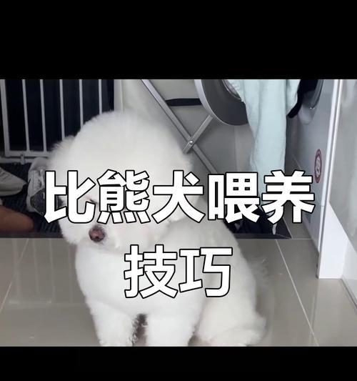 两个月比熊的饲养方式选择：笼养还是散养？