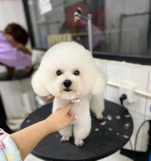 比熊幼犬误食鸡肝怎么办？会有健康风险吗？